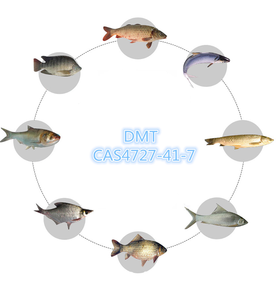 dmt fishing bait 