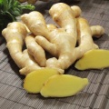 Condiment Yellow Ginger for Bangladesh