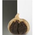 5.0cm Black Garlic for Exporting