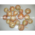 Chinese Fresh Onion, Red Onion, Yellow Onion