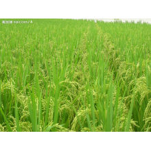 Agriculture organique, alésage à l&#39;acide aminé au bore