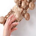 Shiitake mushroom spawn growing kit cultivation