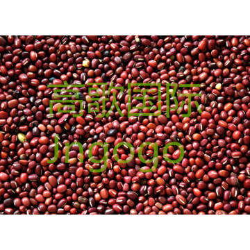 Exporter de nouveaux aliments de récolte High Good Qiality Red Bean