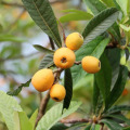 Ursolsäure, LOQUAT-Blattextrakt, Ursolsäurepulver