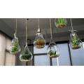 glass terrarium plants with hole Hanging Vase