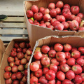 Unbagged Red Star Apple