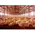 Customized Temperature Sensor for Poultry House with Full Set Equipment