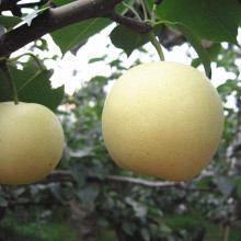 Eporting Qualité Poire d&#39;Or Fraîche / Poire de Couronne