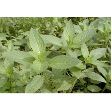 Pure Peppermint Plant Extract Pharmaceutical Oil