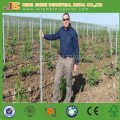 Grape Vine Plants Durable W Shaped Steel Trellis Vineyard Stake
