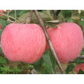 2016 neue frische Früchte rot FUJI Apple