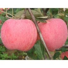 2016 neue frische Früchte rot FUJI Apple