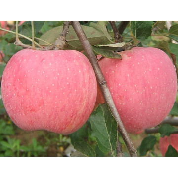 2016 Nouveaux fruits frais Red FUJI Apple