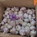 2020 New Crop Fresh normaler weißer roter Knoblauch