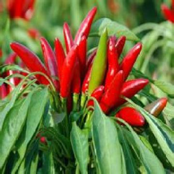 Горячее сбывание поставкы фабрики сразу 100% естественное Capsaicin