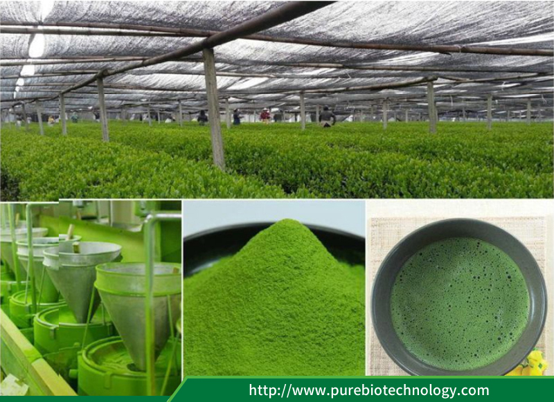 Specification of Matcha