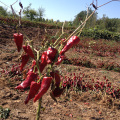 Semillas de chile yidu de chile amarillo deshidratado