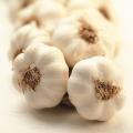 2016 New Crop White Garlic For Sale