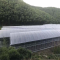 Poly tunnel greenhouse solar hydroponic greenhouse