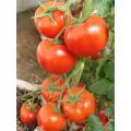 Mid-late maturity red hybrid tomato seeds