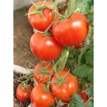 Mid-late maturity red hybrid tomato seeds