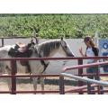 Tubo de aço galvanizado usado cavalo esgrima para venda