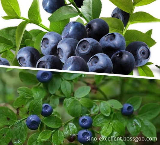 Bilberry