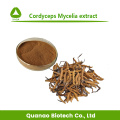 Cordyceps mycélia extrait cordycepin 98% de poudre Price