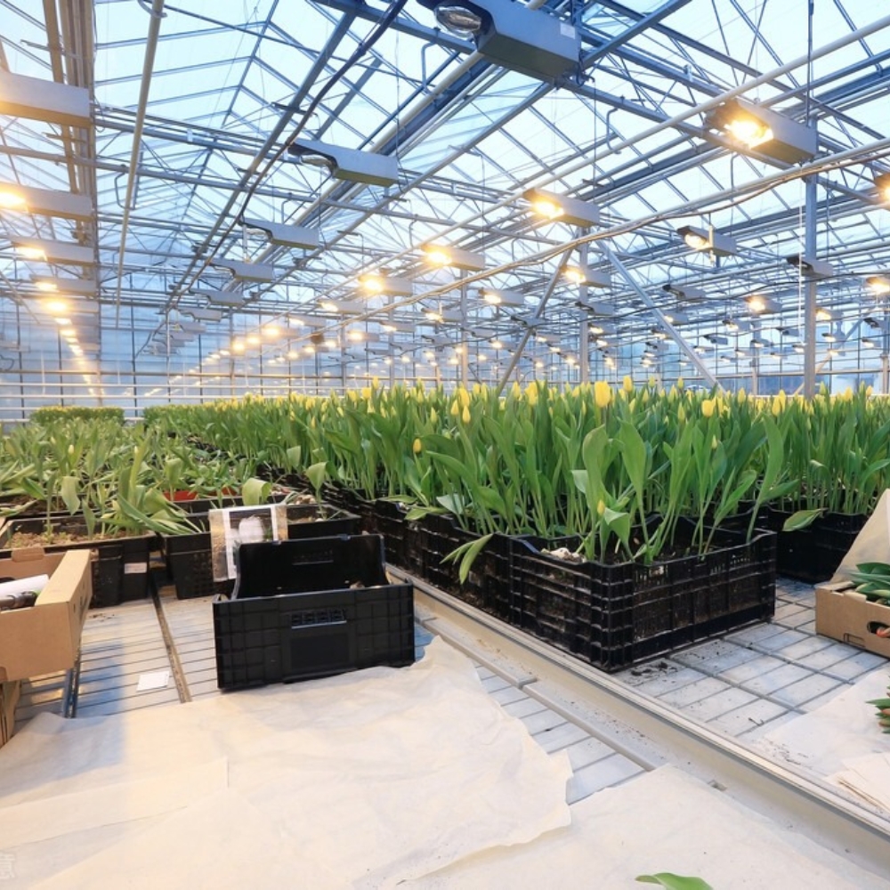 Movable Shade Greenhouse Movable Shade Greenhouse