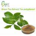 Green tea extract capsules raw catechin powder