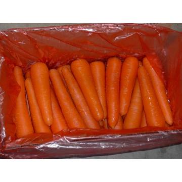 Loosing Packing/New Fresh Carrot