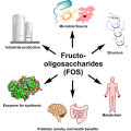 Fructooligosaccharides FOS powder gut health benefits