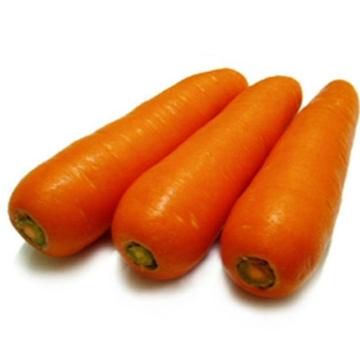 New Crop Fresh Carrot S Grade