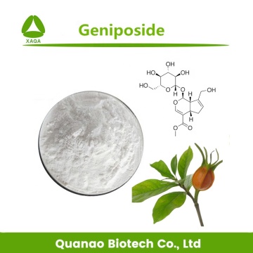 Cape Jasmine Fruit Gardenia Extrait Geniposide 98% poudre