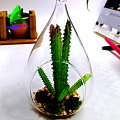 transparent glass bubble round shape Hanging Glass Terrarium