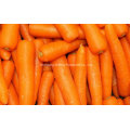 Exportation de nouvelles carottes naturelles