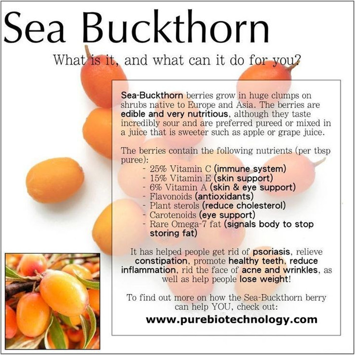 Sea Buckthorn Powder Good Water Soluble (5)