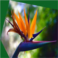 Artificial strelitzia reginae aiton pot