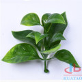 Green Plastic Artificial Living Wall For Garden Covering