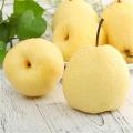 New Crop High Quality Su Pear