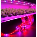 LED à spectre complet Grow Light 5050 12V