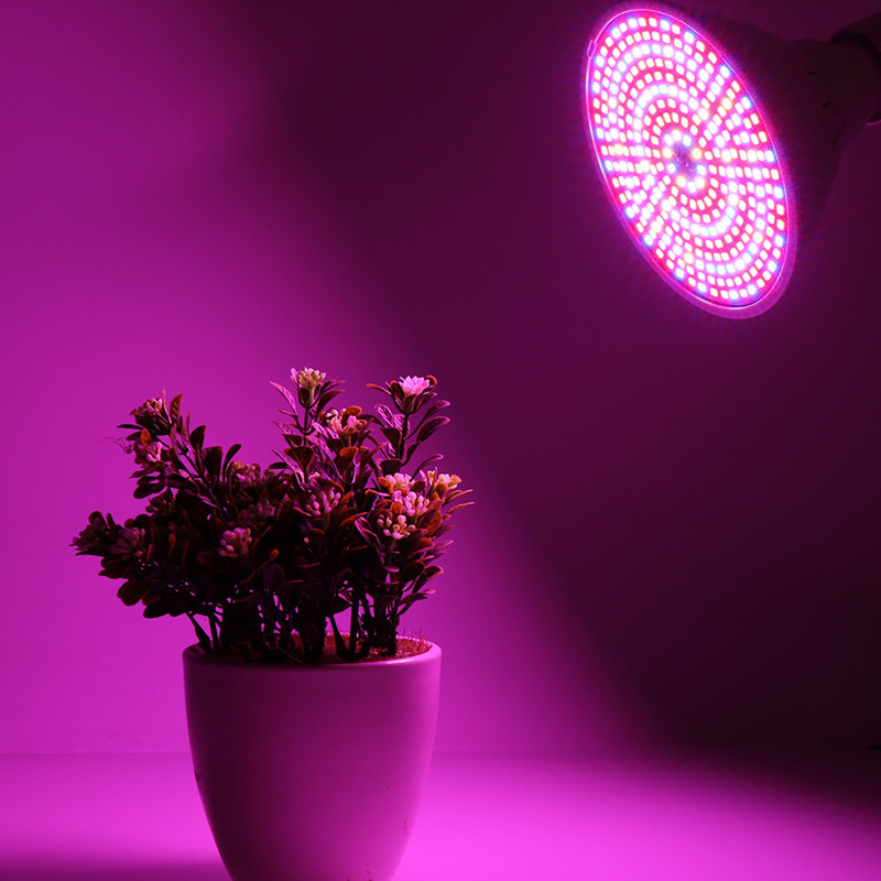 the best grow light bulbs