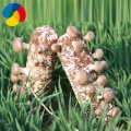 Shiitake Mushroom Flower  Health Design