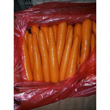 Frais et meilleurs carottes de qualité de Shandong Zhifeng Foodstuffs.