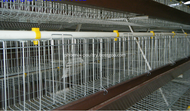 chicken farming equipment