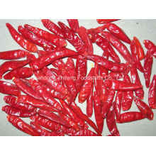 New Crop Dried Red Chilli