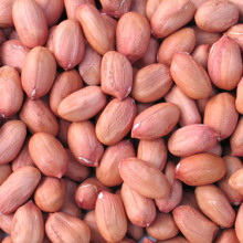 New Crop High Quality Export Blanched Peanut Kernels