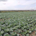 best quality dehydrated cabbage flakes