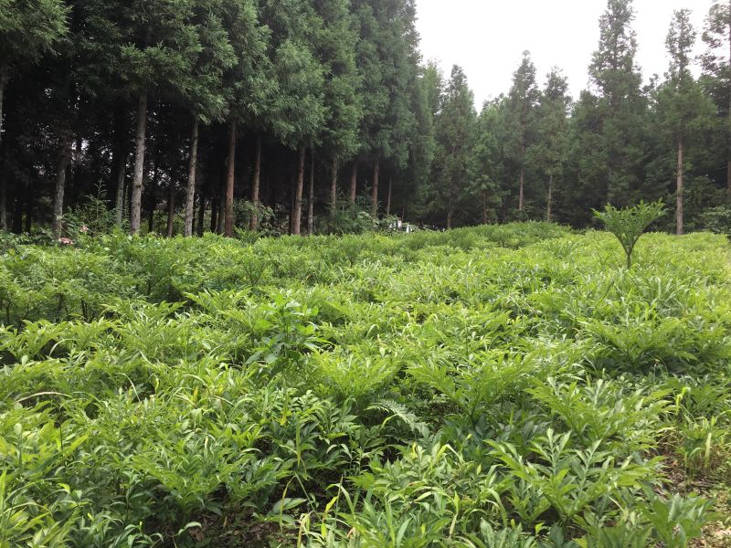 Plant Triangular Leaves Coptis