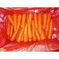 Chinese  fresh carrot 316 other style